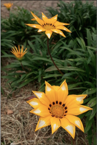 Fleur de meskel, Ethiopie